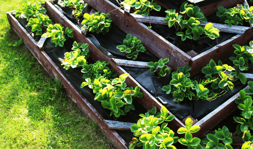 GARDENING